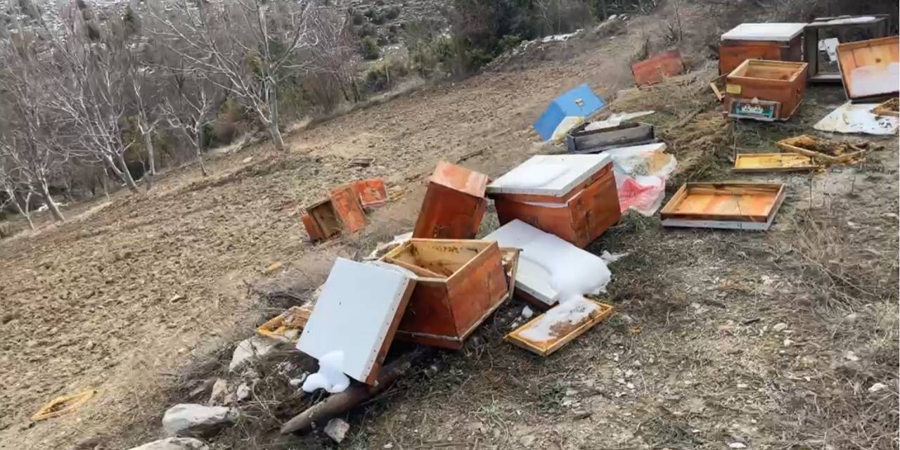 Emet’te Ayılar 36 Kovanı Parçaladı, Arılar Telef Oldu