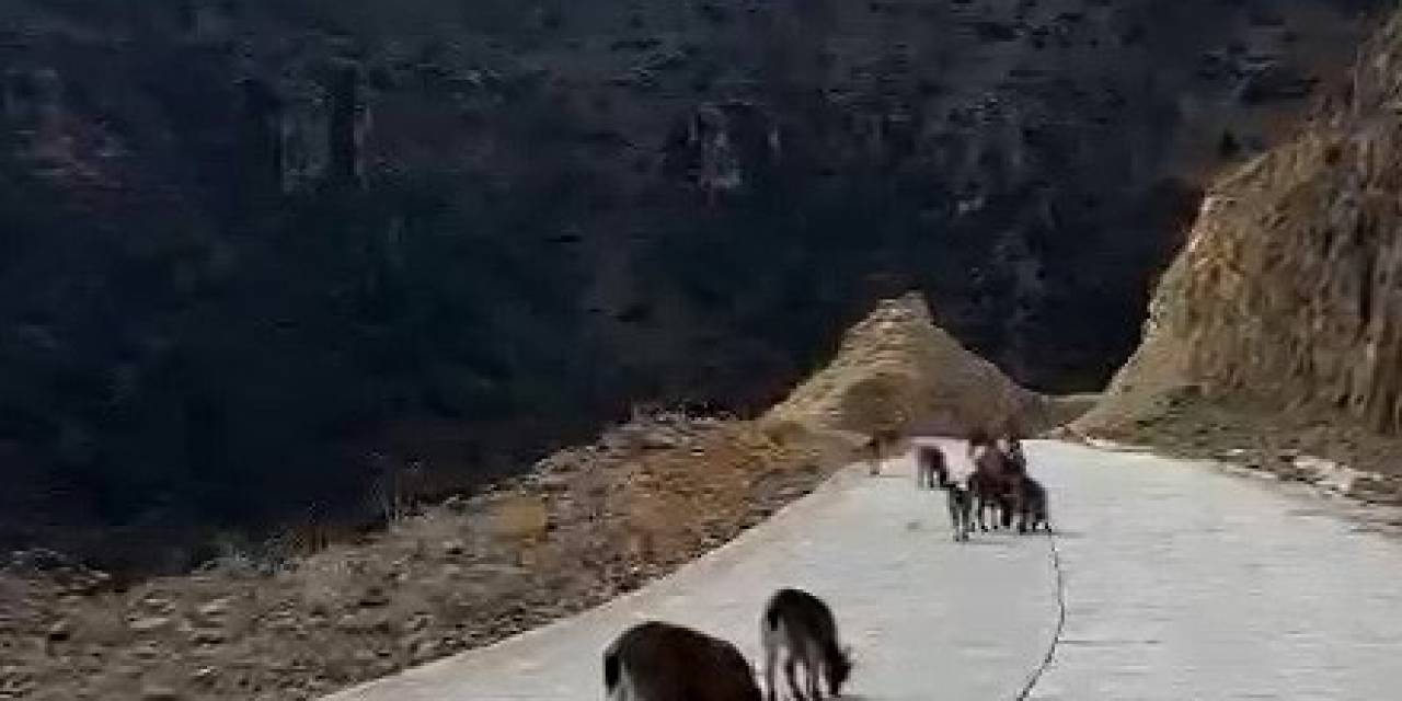 Yaban Keçileri Gümüşhane’yi Mesken Tuttu