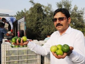 Limonun Ateşini Hasat Düşürdü