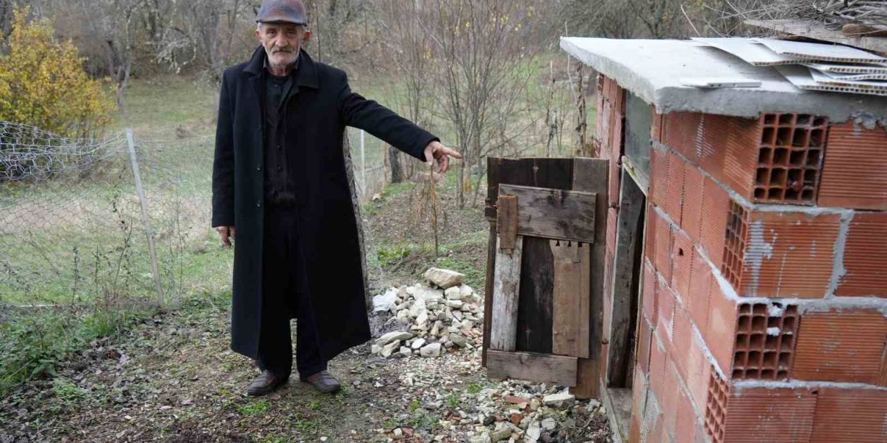 Ayı, Girdiği Kümeste Tavukları Telef Etti