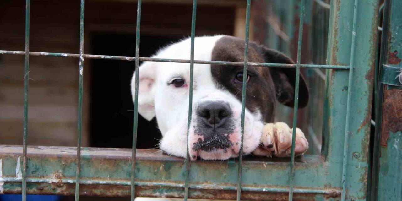 Uzmanı Uyardı, "hareketsiz Kalmak Köpek Saldırılarını Önleyebilir”