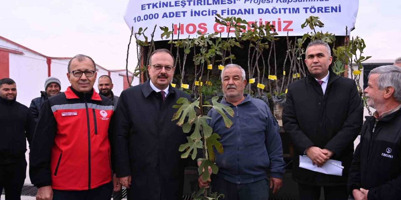 Aydın’da Üreticilere 10 Bin Adet Sarı Lop İncir Fidanı Dağıtıldı