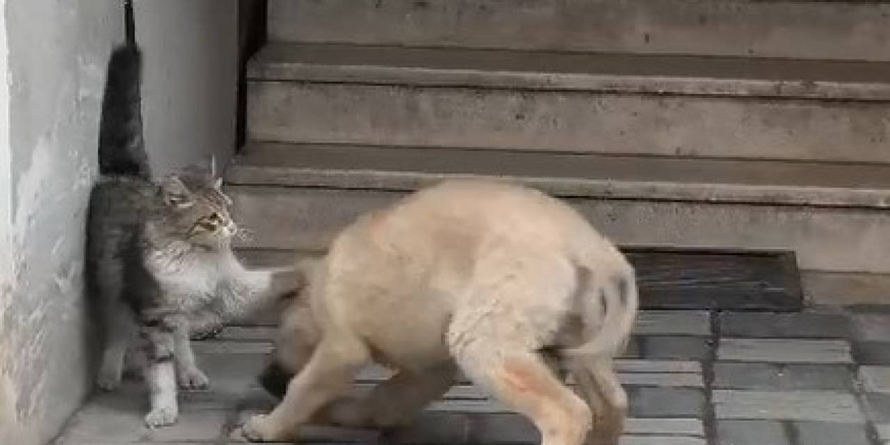Kedi İle Köpek Patileriyle Birbirini Sevdi