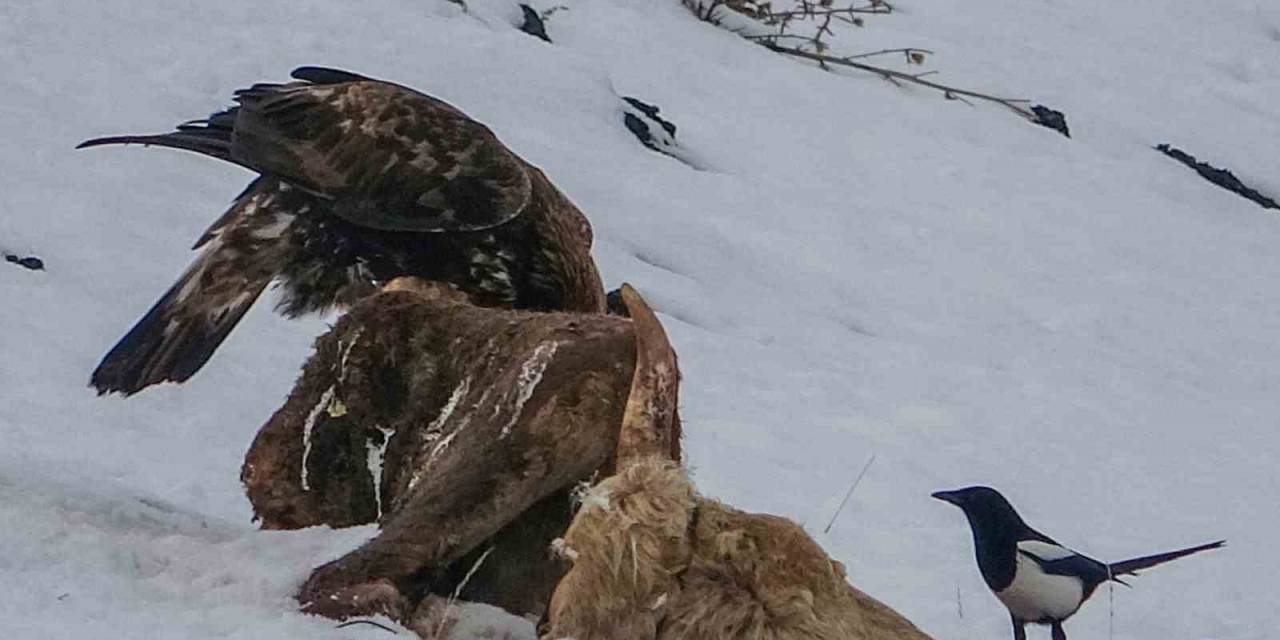 Ardahan’da Kara Akbaba Görüntülendi