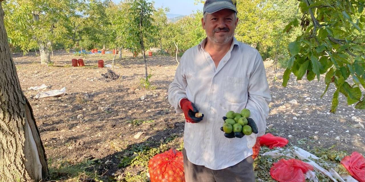 Bilecik’te Ceviz Bereketi