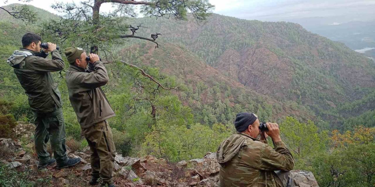 Köyceğiz’de Yaban Keçilerinin Tespiti Yapıldı