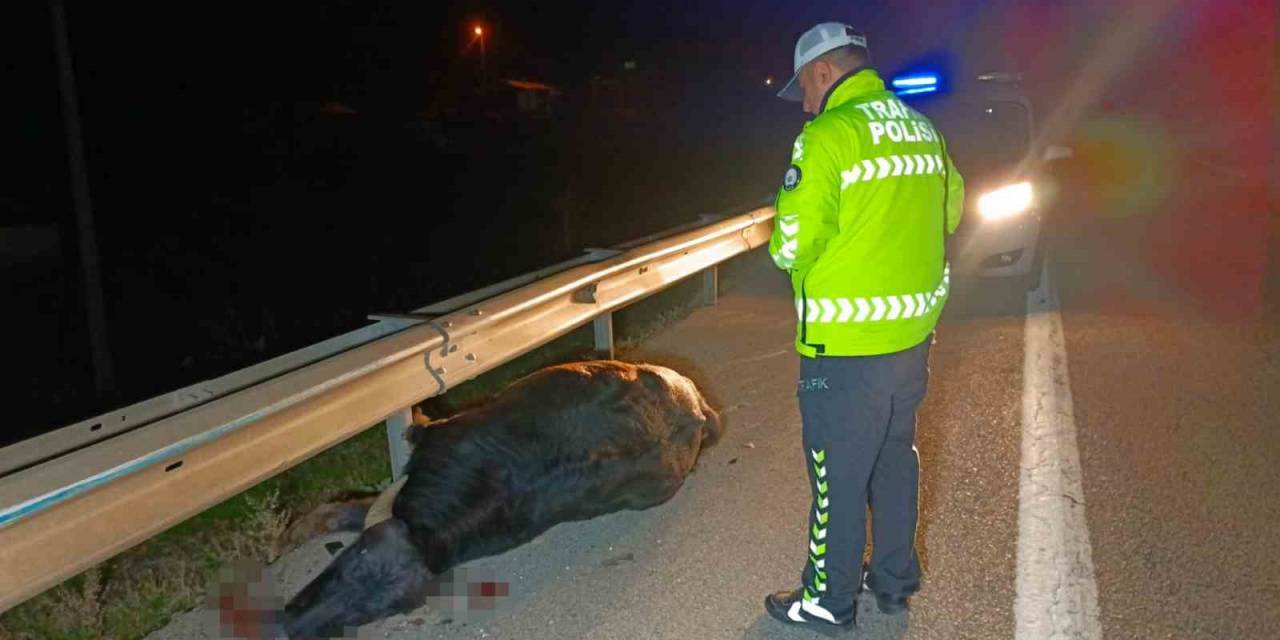 Otomobil Yola Fırlayan Mandaya Çarptı