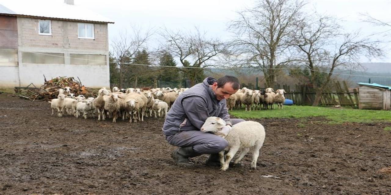 Hayvan Başına Destek Ödemesi Yüzde Yüz Artırıldı
