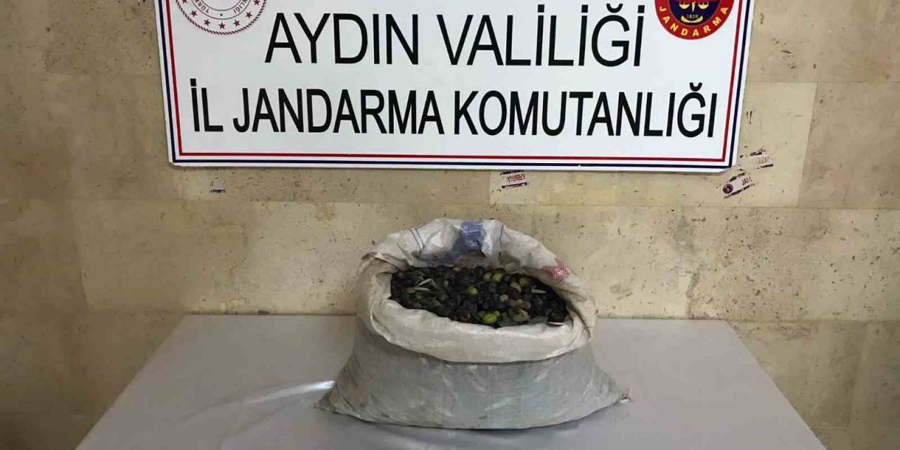 Zeytin Hırsızları Suçüstü Yakalandı