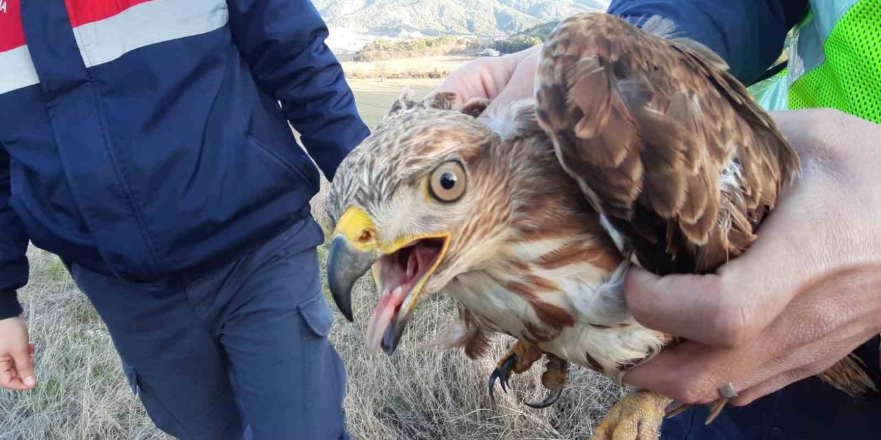 Jandarmanın Bulduğu Yaralı Şahin Tedavi Altına Alındı