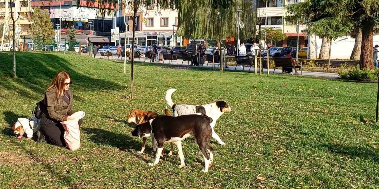 Köpeğine Yaptığı Doğum Gününde Hediye Gelen Mamaları Sokak Hayvanlarına Dağıttı