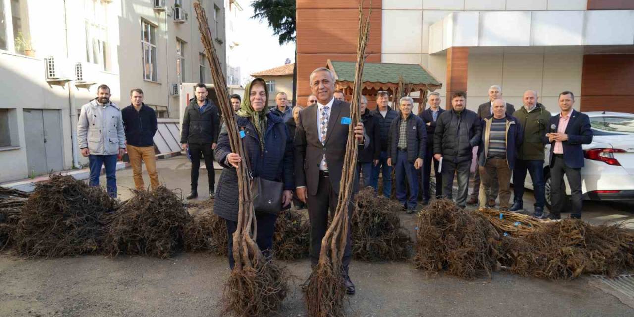 Çiftçiye 5 Bin Ceviz Fidanı Desteği