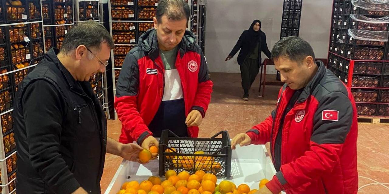 Ortaca Narenciyesi İhracata Hazır
