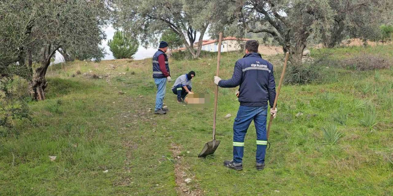 Böyle Vahşet Görülmedi, Onlarca Köpek Telef Olmuş Vaziyette Bulundu