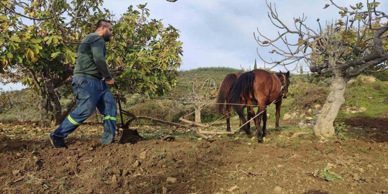 Zorlu Araziler At Ve Katırlarla Hazırlanıyor