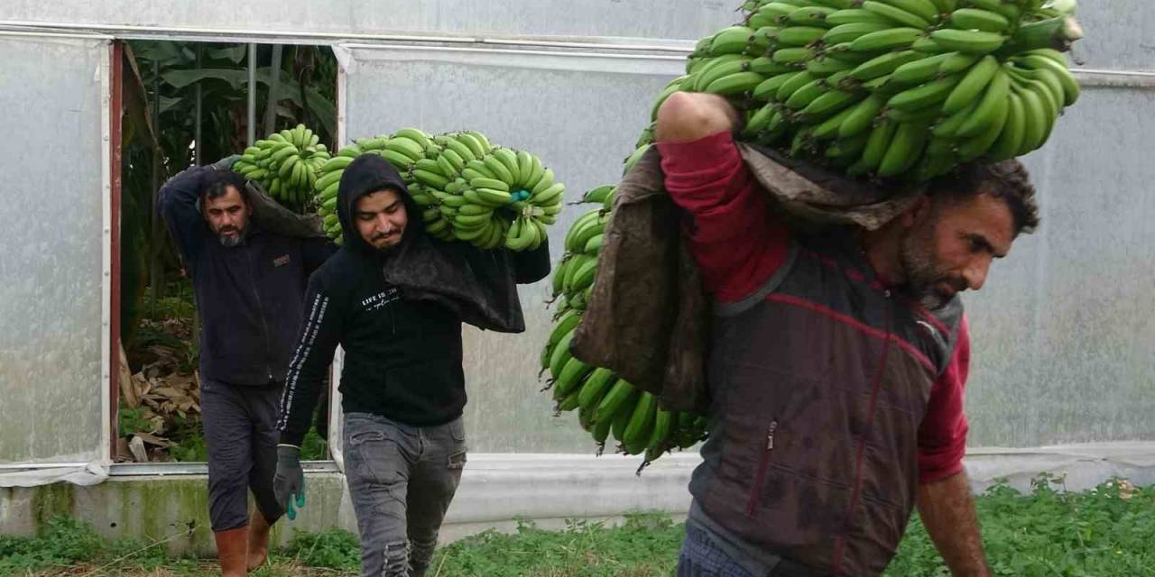 Muzda Hasat Sezonu Başladı, Bahçede 16-18 Tl