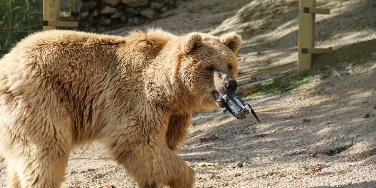 Gazetecilerin Su Havuzuna Düşen Dronunu Boz Ayı Kurtardı