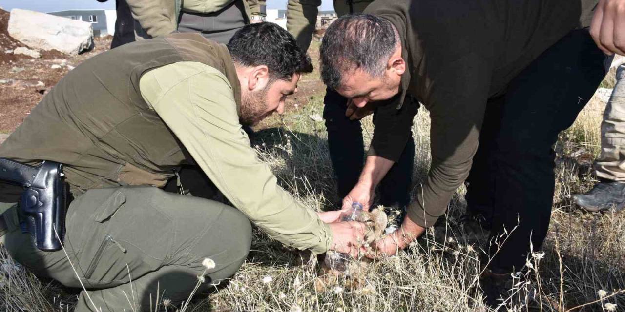 Siverek’te Bitkin Halde Bulunan Yavru Aslan Öldü