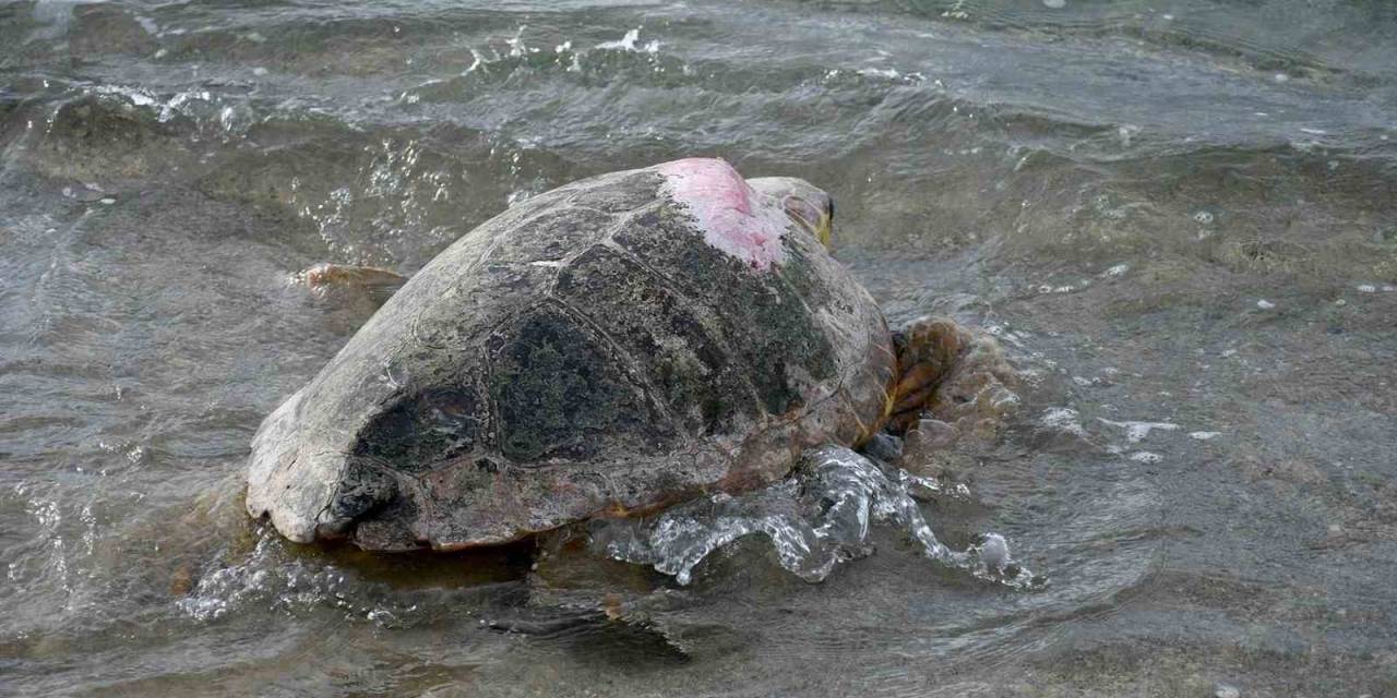 Tedavileri Tamamlanan 3 Caretta Caretta Kuşadası’nda Denizle Buluştu