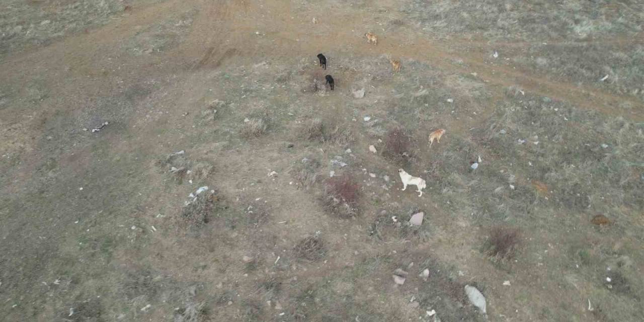 Başkent’te Başıboş Köpek Sürüleri Havadan Görüntülendi