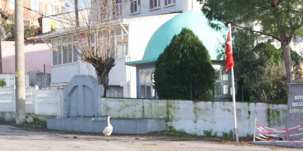 Ezan Okununca Bu Kaz Camiye Gidiyor