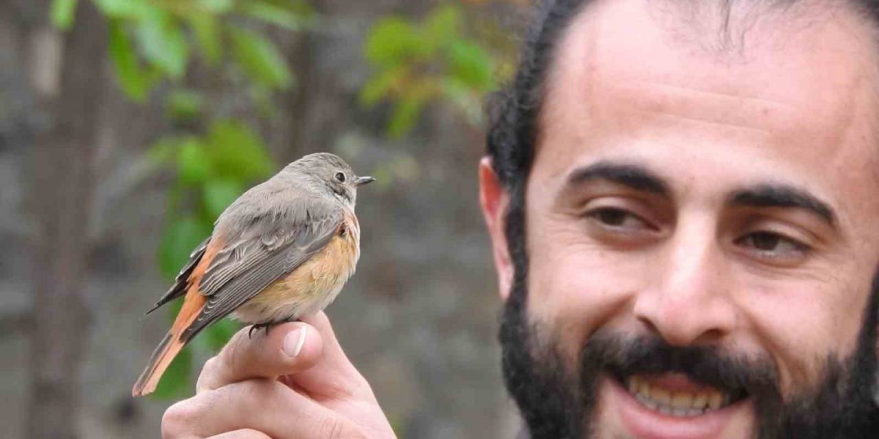 Kızılkuyruk Ve Çulluk Doğaya Salındı