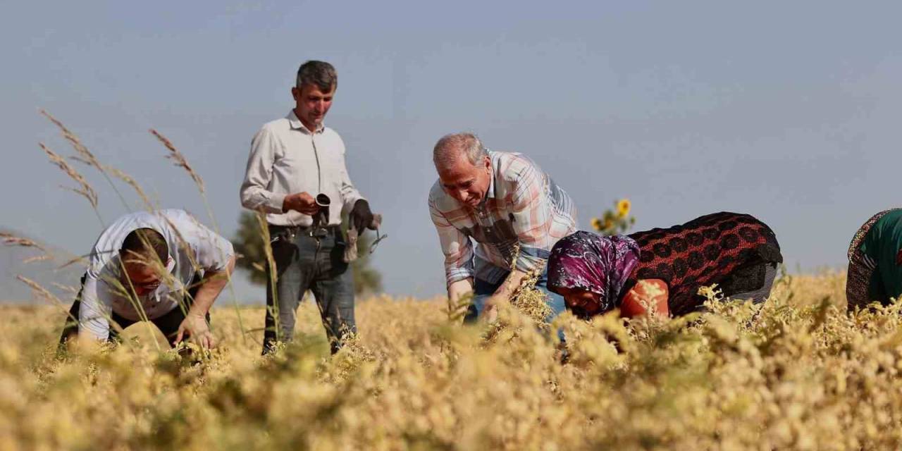 Büyükşehirden Çiftçilere 70 Ton Nohut Tohumu Desteği