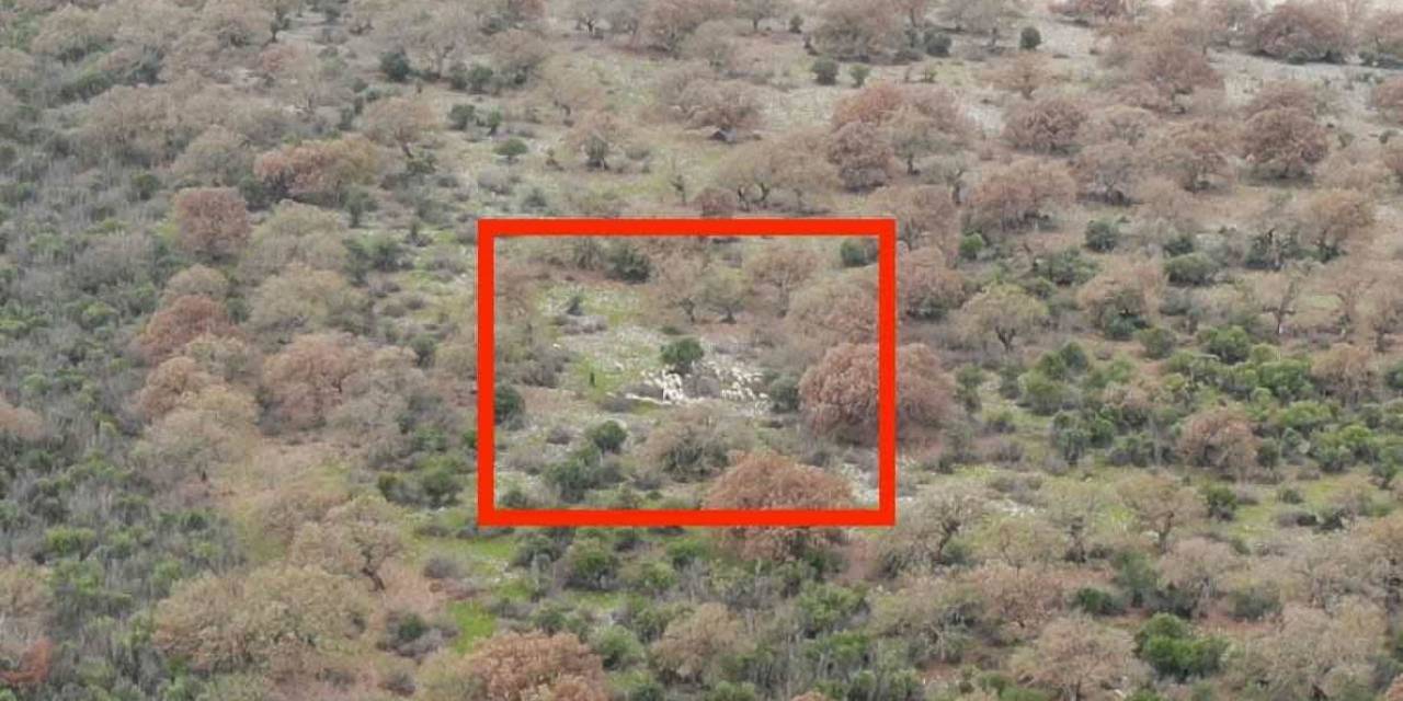 Garip Çobanın Kayıp Koyunlarını Jandarma Dronu Buldu