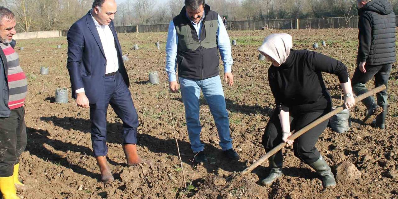 Fındıkta Verim Ve Kalite Artıracak Proje