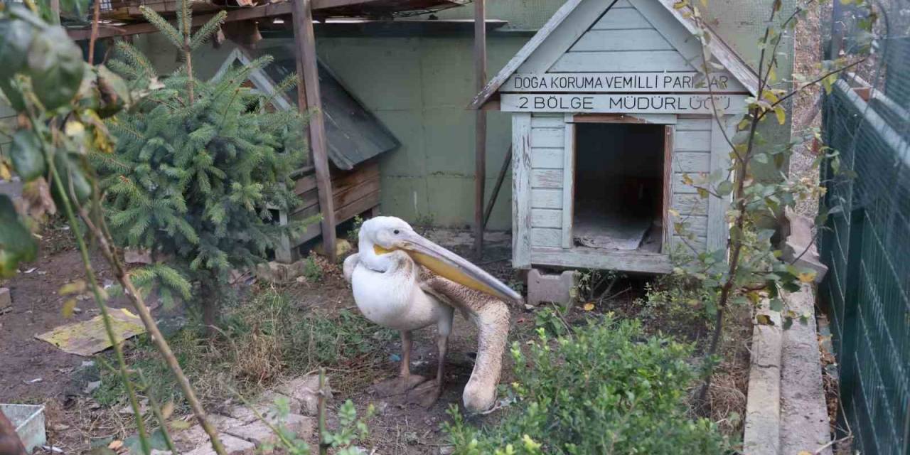 Yaralanan Pelikana İlk Müdahale Yapıldı
