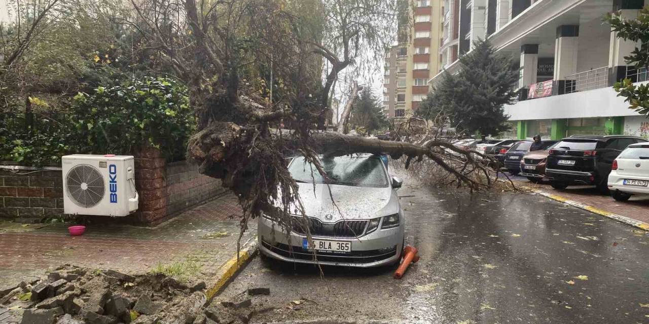 Beylikdüzü’nde Şiddetli Rüzgar Nedeniyle Ağaç, Bir Kadının Üzerine Devrildi