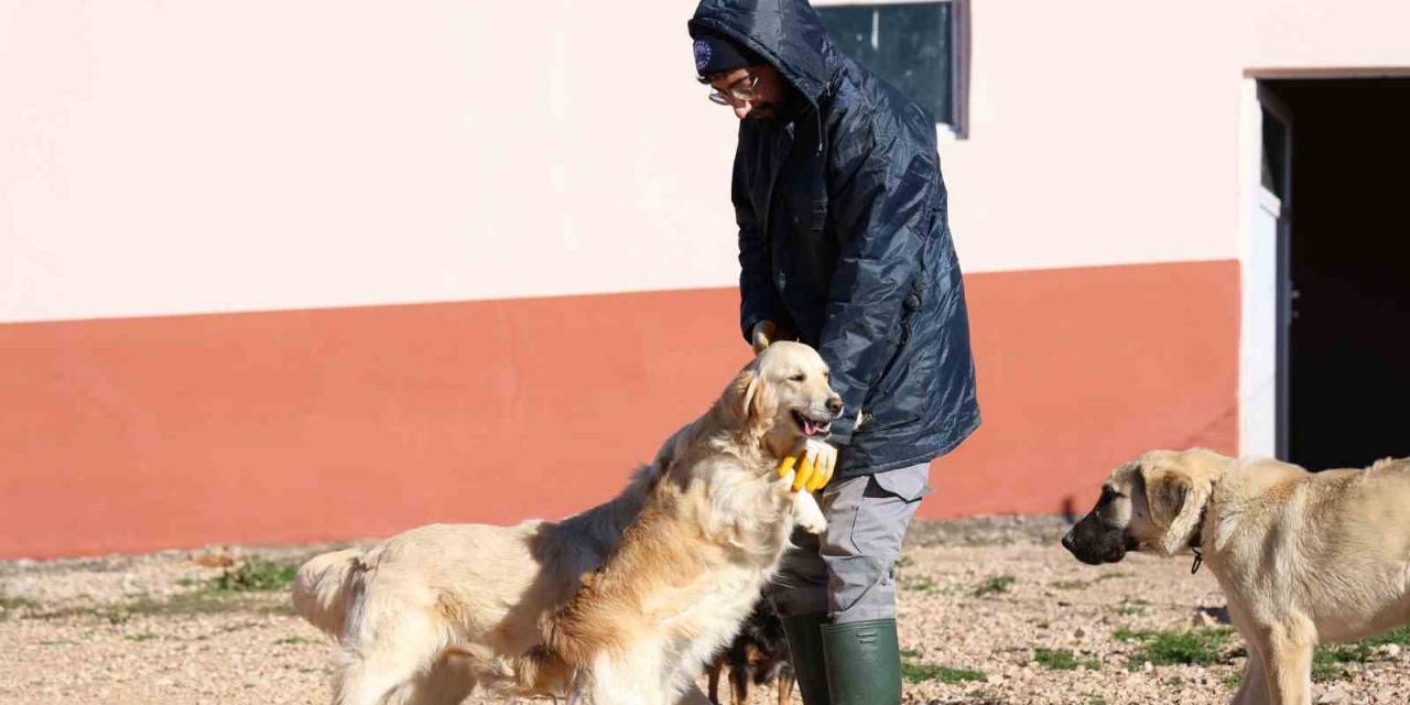 Elazığ Belediyesi’nin Yeni Hizmetiyle Artık Hayvan Sahiplenmek Daha Kolay
