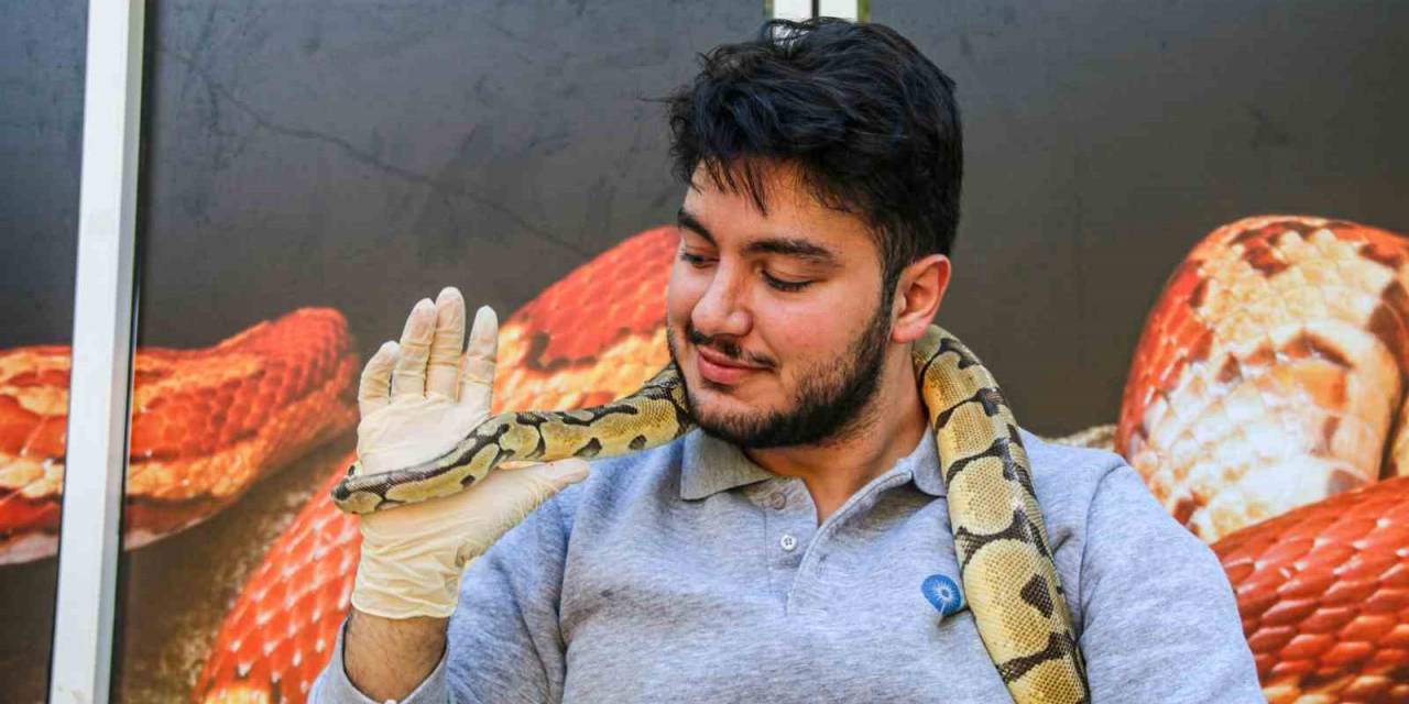 Mahalleye Korku Salan Kral Pitonunu Boynuna Dolayıp Seviyor