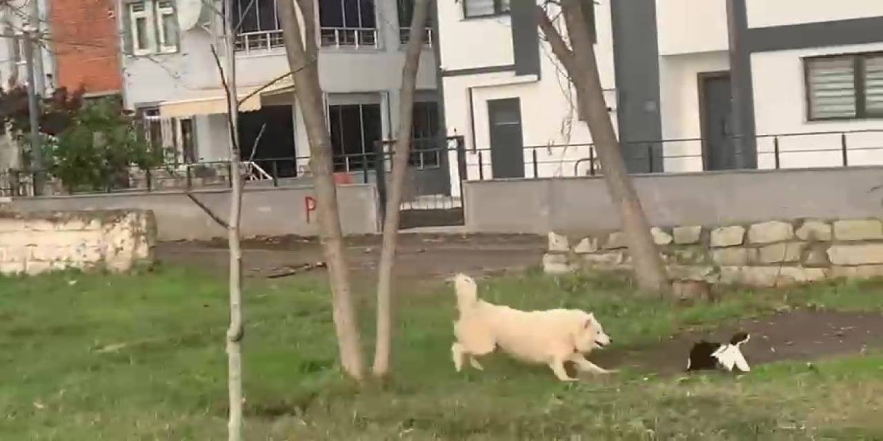 Ördekleri Telef Eden Köpeği Yakalayarak Ördek Kafesine Kilitledi