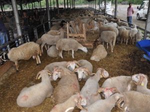 Karabük’te Kurban Pazarında Hazırlıklar Tamamlandı