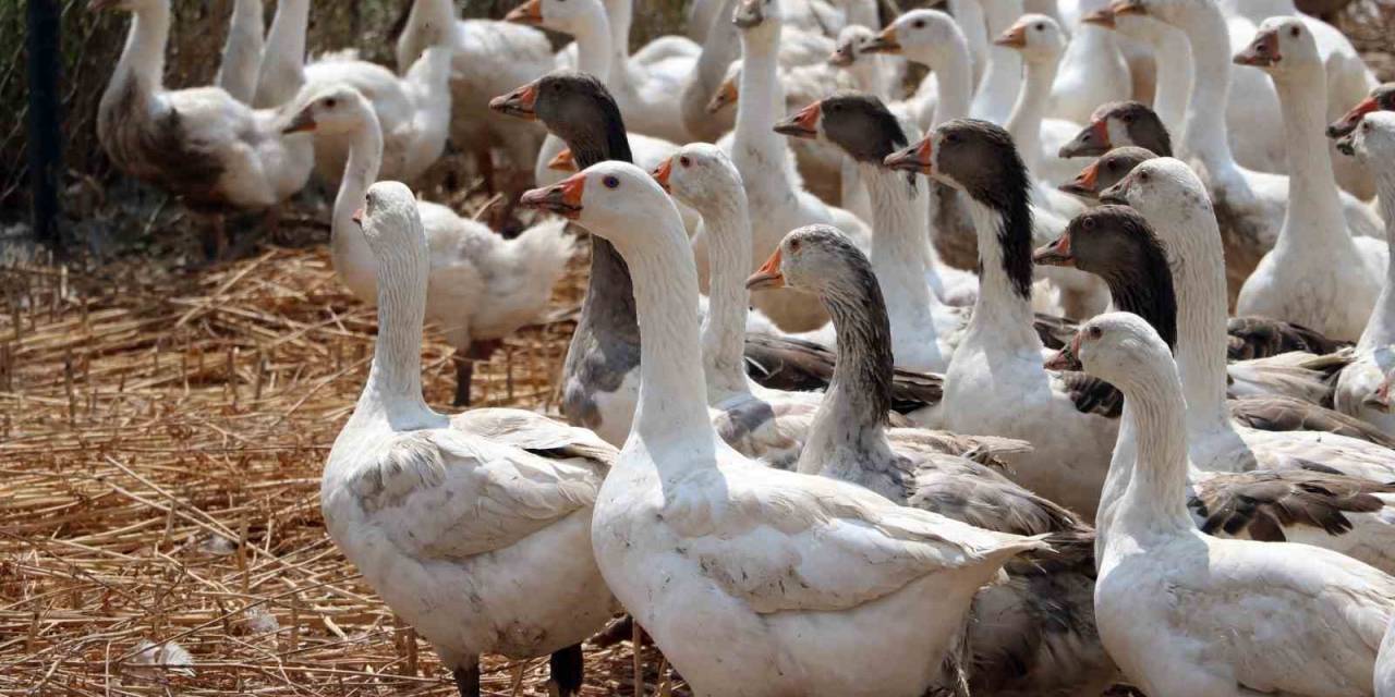 Düşük Maliyetle Yüksek Kazancın Yolu, Kaz Üretimi