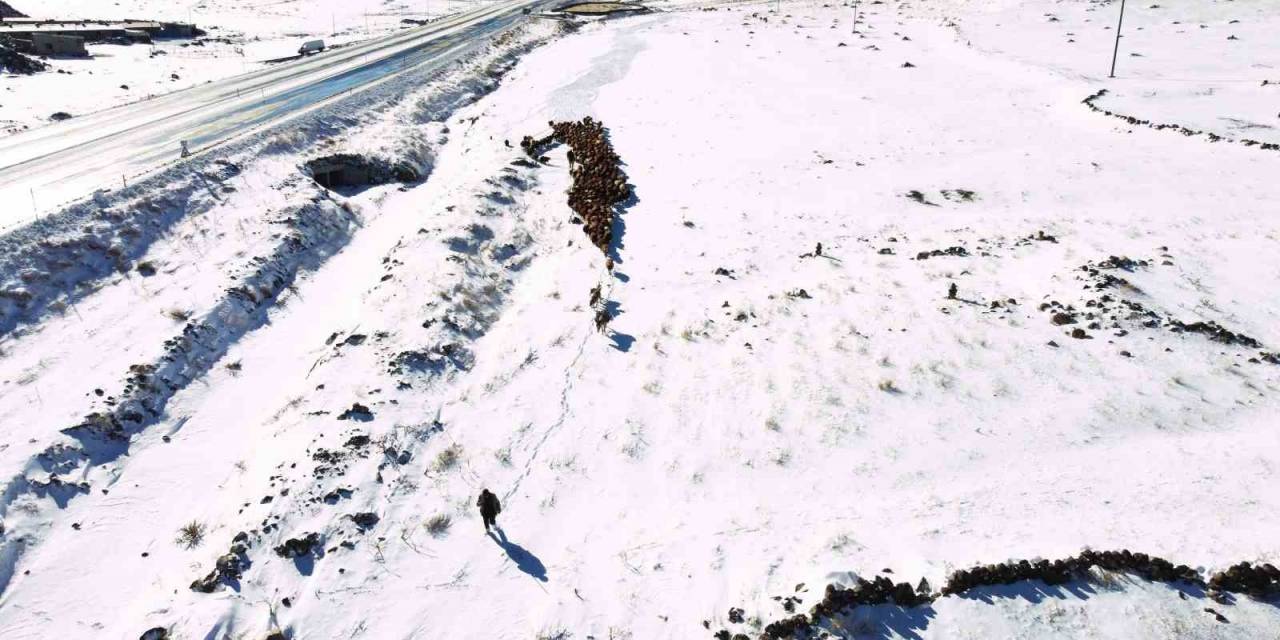 Iğdır’da Kar Yağışı Sonrası Hayvan Sürülerinin Zorlu Kış Dönüşü Başladı