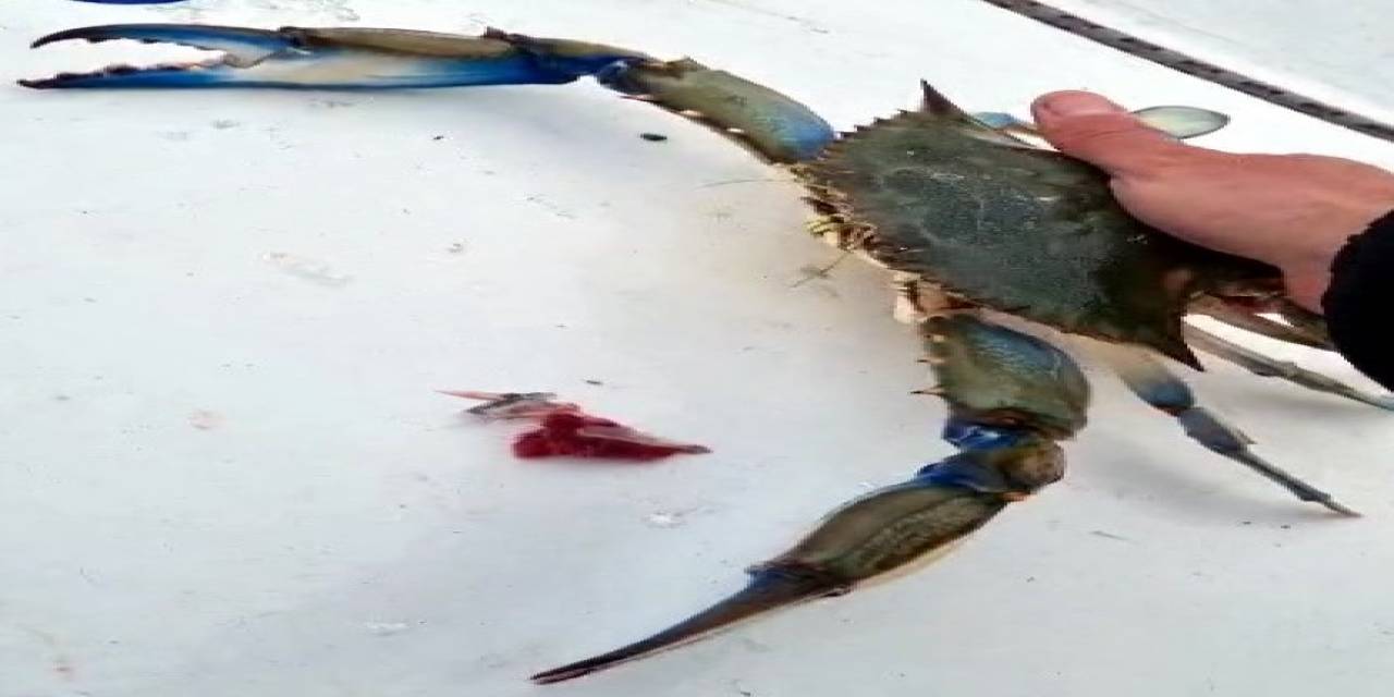 Balıkçıların Korkulu Rüyası Ağlara Takıldı