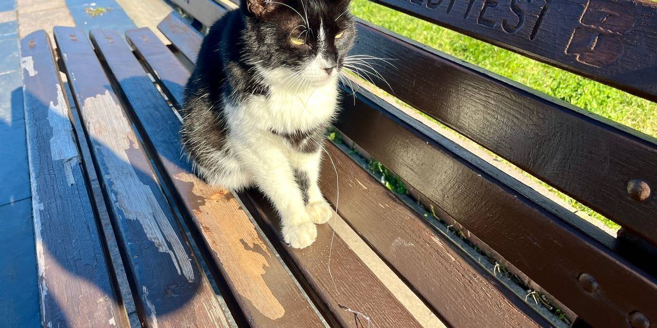 Olta İğnesi Yutan Kedi Hayati Tehlikede