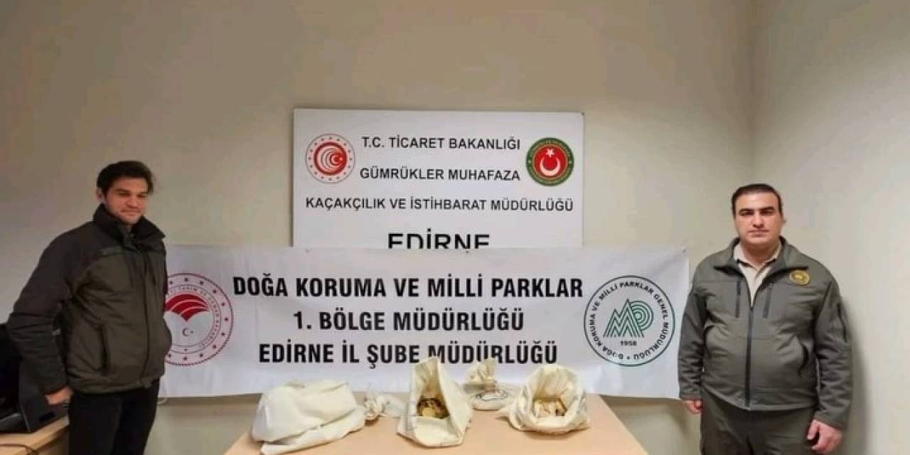 Türkiye’ye 33 Tehlikeli Piton Soktu: Cezası 26 Bin Lira