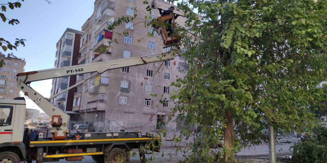 Bağlar’da Görüntü Kirliliği Ve Bakım İhtiyacı Olan Ağaçlar Budandı