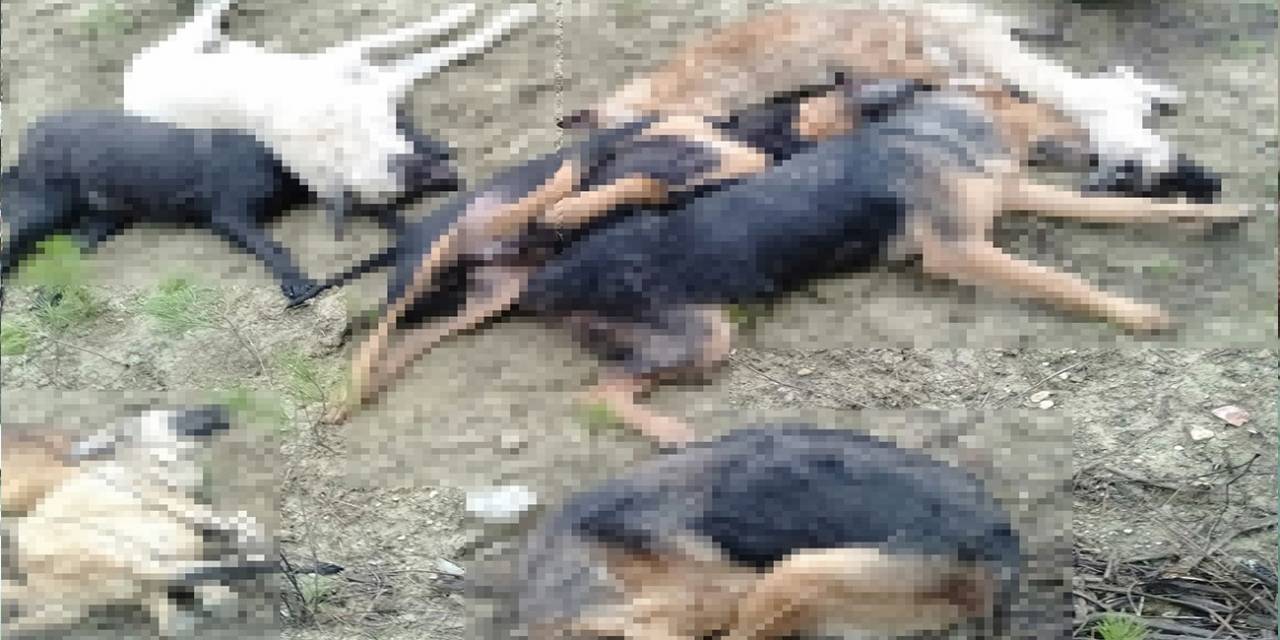 Bilecik’teki Köpek Ölümleriyle İlgili Yeni Gelişme