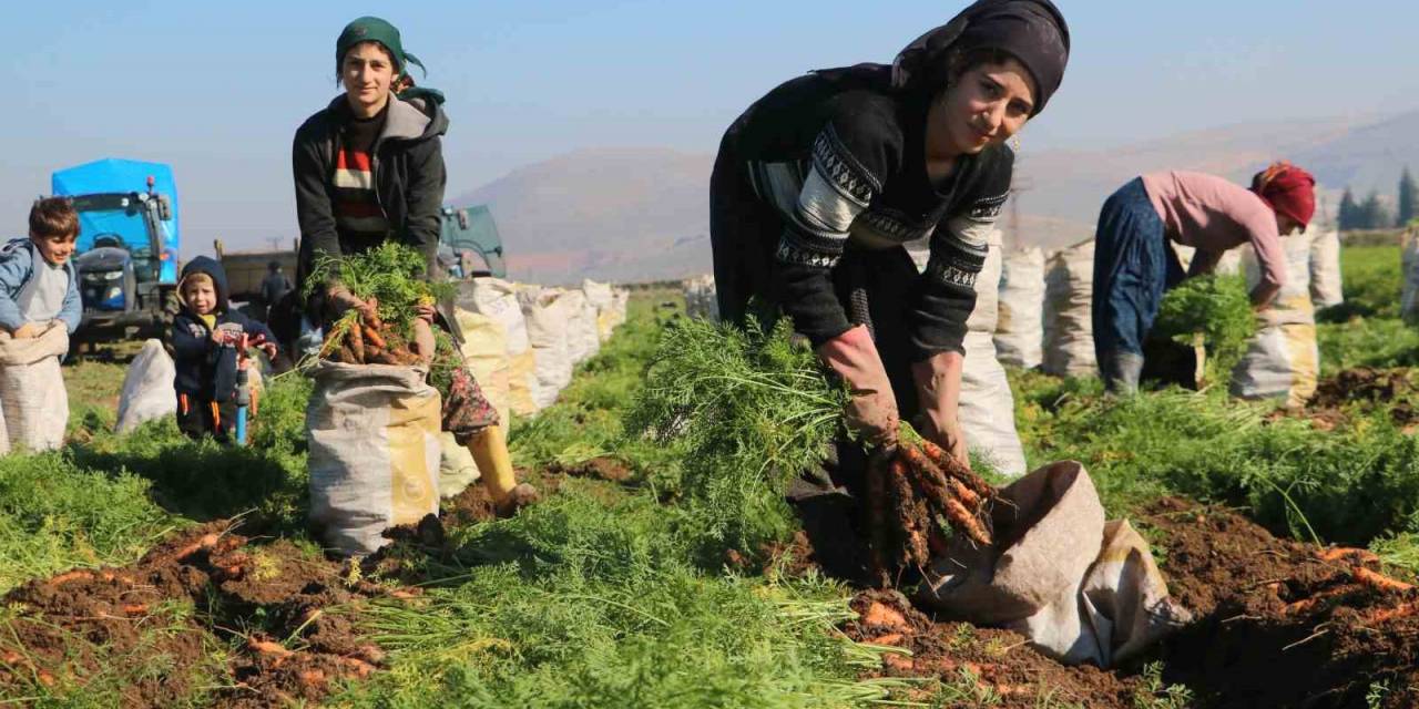 Enkaz Kentte Zorlu Hasat: Havuç Tarlada 5 Tl’den Türkiye’nin Dört Bir Yanına Satılıyor