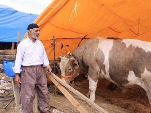 İzmit’te Kurbanlık Satıcılarından Fiyat Garantisi
