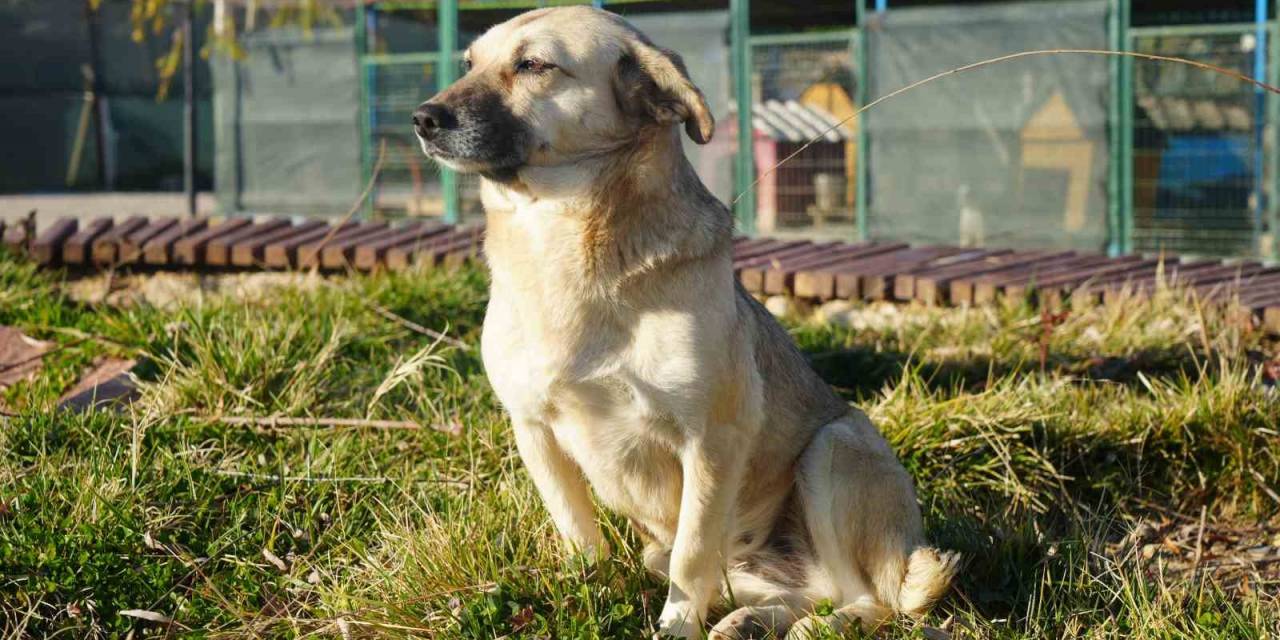 Türkiye’nin ’başıboş Köpek’ Sorununa Çözüm Önerisi: "’köpek Köyü’ Kurulsun"