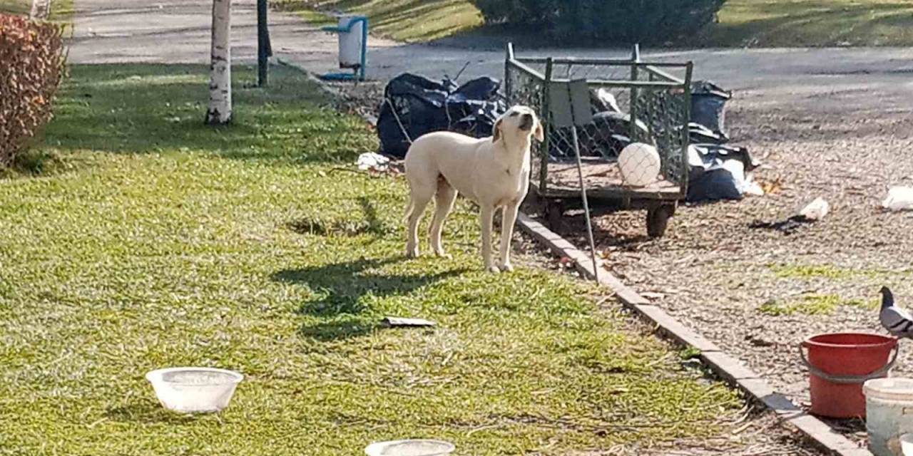 Vatandaşlar Başıboş Sokak Köpekleri Yüzünden Parka Girmeye Korkuyor