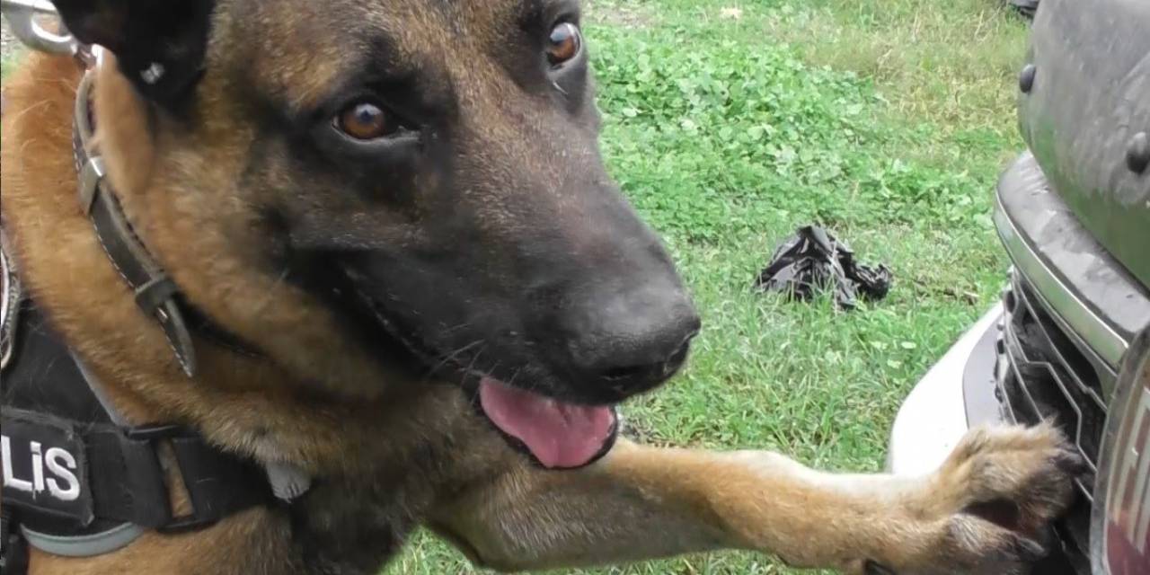 Narkotik Köpeği "Poyraz" Ayın Birincisi Seçildi