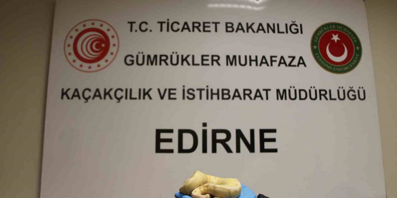 Pitonlarla Yolculuk Yapmışlar
