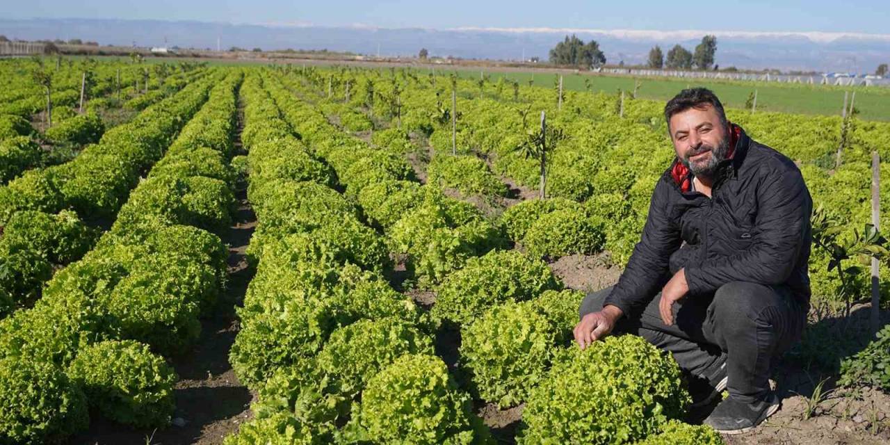 Tarsus Belediyesinin Çiftçilere Verdiği Yerli Tohum Desteği Meyvelerini Vermeye Devam Ediyor