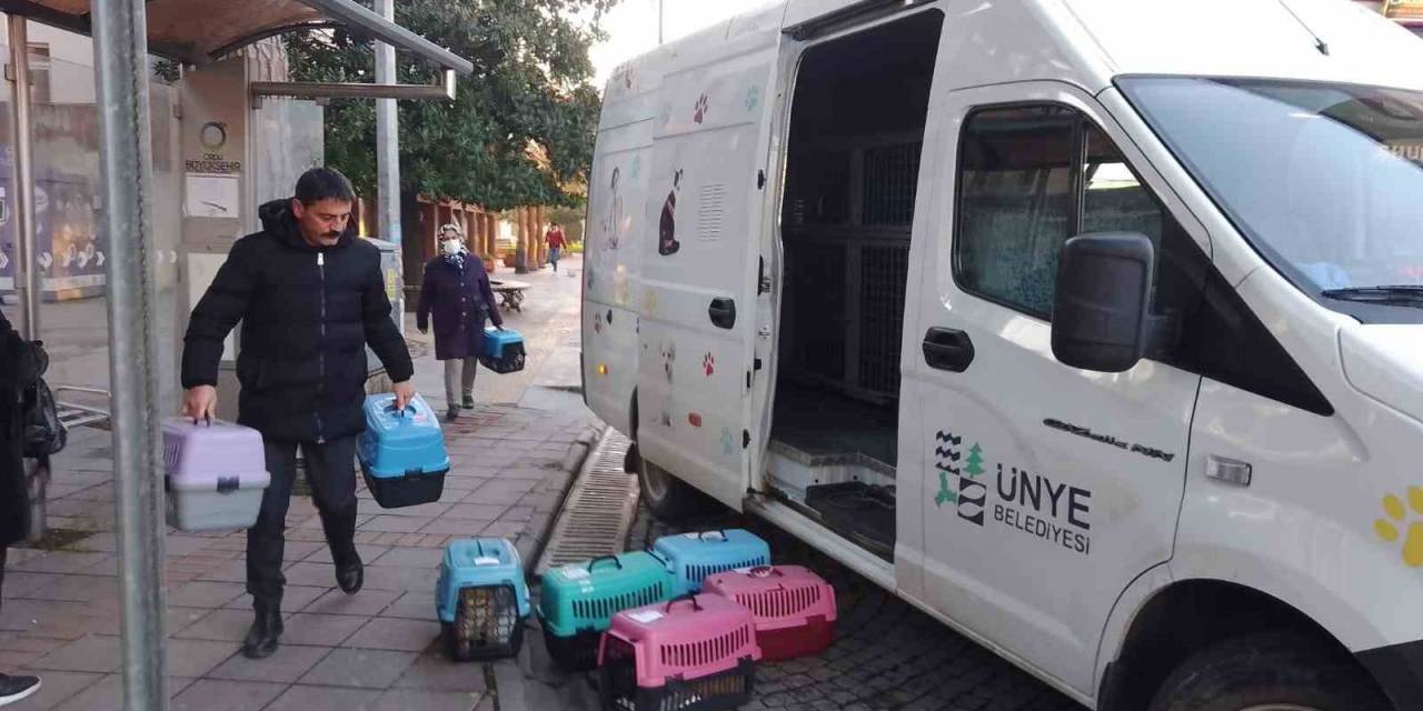Ünye’de Sokak Kedilerine Kısırlaştırma Desteği